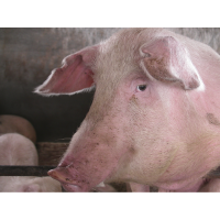 фермерские продукты